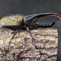 【極太極短血統】ヘラクレスオオカブトムシ♂♀ペア　1-2の画像