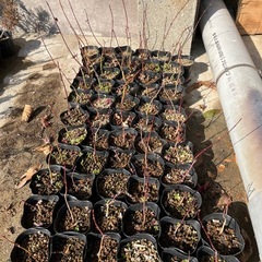 モミジ  苗木  1ポットの画像