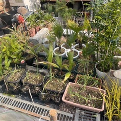 観葉植物、ユッカ、サボテン、欄販売しております。