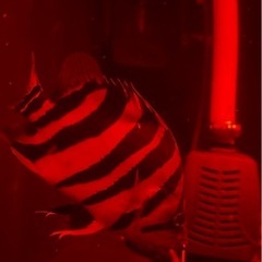 極上ダトニオ多数の画像