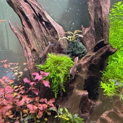 テトラ50水槽レイアウト込みオマケも⁉️の画像