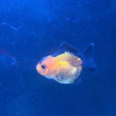 金魚　オランダの画像