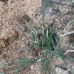 水仙(スイセン) 無料の画像