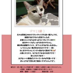 タマちゃん - 多頭飼育崩壊から保護 （現場の写真あり）-