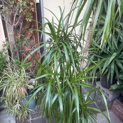 観葉植物　コンシネ　高さ１９０センチの画像