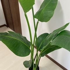 イミテーショングリーン
の画像