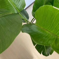 イミテーショングリーン
の画像