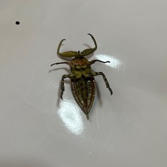 原色日本昆虫図鑑　タガメの画像