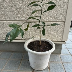 柚子の苗木(２月末まで)の画像