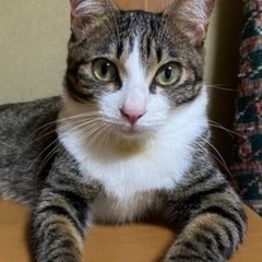 　２月１5日（日）山下酒店ほご猫譲渡会参加します❣️