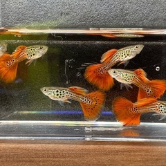 🐠国産グッピー コブラ系メタルレッドレースコブラ 1ペア350円 5ペア以上で1ペア250円【在庫3ペア】自家繁殖個体　熱帯魚 国産 グッピーNo.03の画像