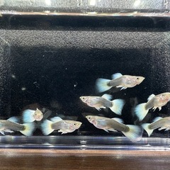 🐠国産グッピー ドイツイエロータキシード 1ペア350円 5ペア以上で1ペア250円【在庫5ペア】熱帯魚 国産 グッピー No.6の画像