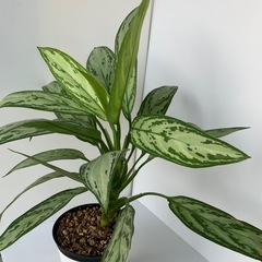 アグラオネマ　シルバークイーンの画像