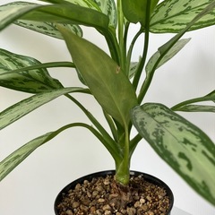 アグラオネマ　シルバークイーンの画像