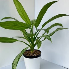 アグラオネマ　シルバークイーンの画像