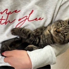 モフモフ長毛キジくん♡3ヶ月♡去勢済！可愛いお顔の男の子♡