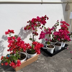 ブーゲンビリアの画像