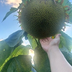 カサカサで軽いタイタンの種20粒の画像