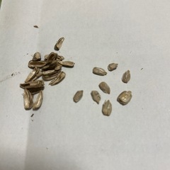 カサカサで軽いタイタンの種20粒の画像