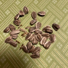 カサカサで軽いタイタンの種20粒の画像