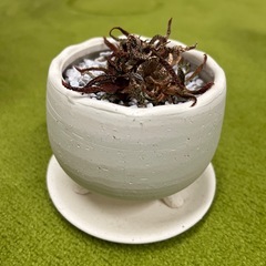 【引き取りのみ】枯れた植物3点セットの画像