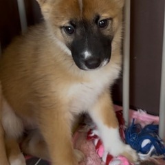 リコちゃん✴︎２ヶ月半✴︎女の子