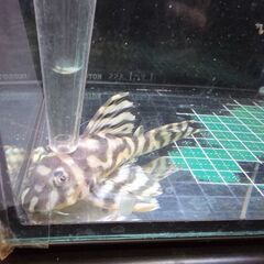 プレコ‼️キンペコ‼️L333×L333,f1個体,9cm程の画像