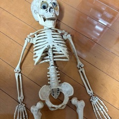 骸骨の画像