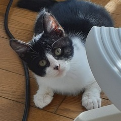 甘えん坊の子猫です