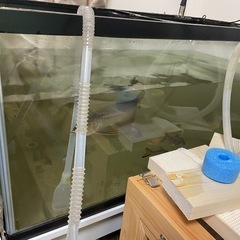 取引中。
上部フィルターグランデ 900 GEX 2個➕90cm水槽の画像