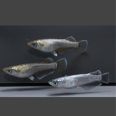 メダカ　マーメイドパール、マーメイドブルーの画像