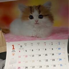 猫　2026年カレンダーの画像