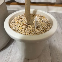 【鉢カバーと被せ物無し】無印良品ウンベラータ130cmの画像