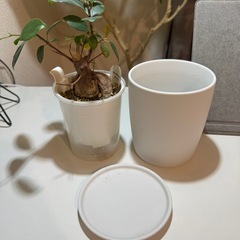 無印良品底面給水ガジュマル鉢カバー付きの画像