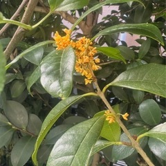 キンモクセイ　
庭木　金木犀の画像