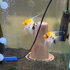 エンゼルフィッシュ(マーブル)幼魚の画像