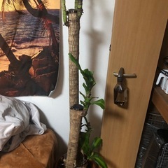 4月中旬〜  引越しに伴い処分しますの画像