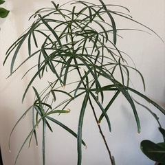 観葉植物 まがりボトルツリー （5号） 鉢セットの画像
