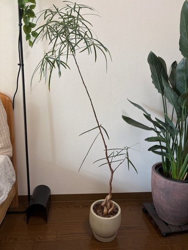 観葉植物 まがりボトルツリー （5号） 鉢セット