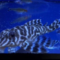 メガクラウンゼブラプレコの画像