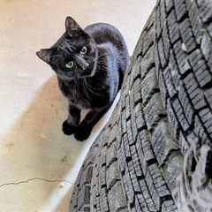 里親様決定！イケメンニャニャくん🩷