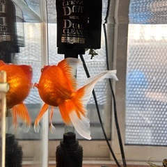 金魚【1匹1000円】琉金 2匹セット（約8-10cm）元気で綺麗な個体ですの画像