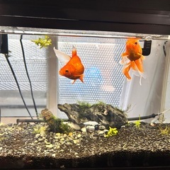 金魚【1匹1000円】琉金 2匹セット（約8-10cm）元気で綺麗な個体ですの画像