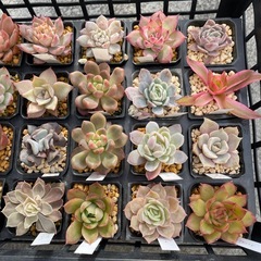 元気な多肉②
の画像