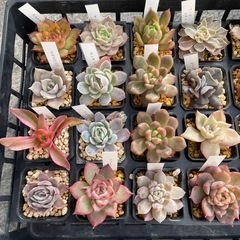 元気な多肉②
の画像