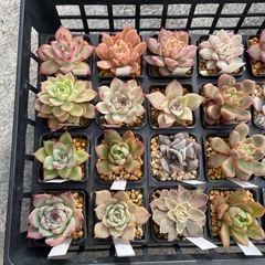 元気な多肉②
の画像