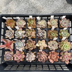 元気な多肉②
の画像