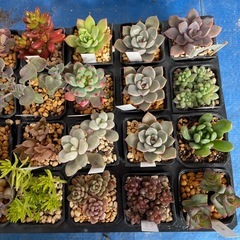 元気な多肉①の画像