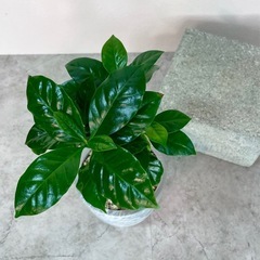 コーヒーの木・アラビカ種/北欧風デザイン植木鉢の画像