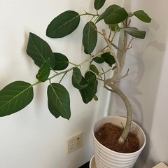 観葉植物　3点の画像